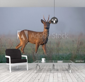 Bild på Roe deer in morning fog